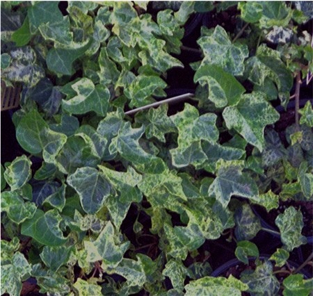 Hedera helix Gold Dust.jpg