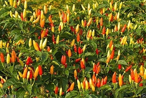 Capsicum frutescens.jpg