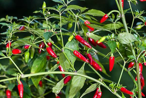 Capsicum annuum.jpg