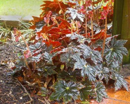 Begonia rhizomatous hybrid possibly Black Fancy.jpg