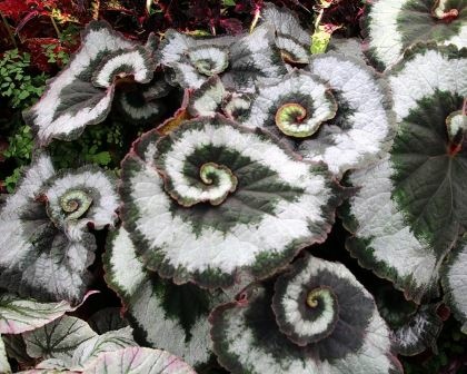 begonia-rex-escargot.jpg