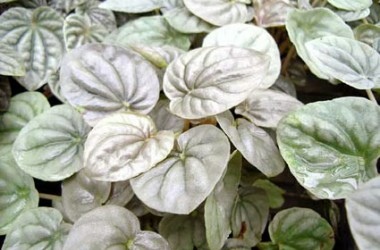 Peperomia_caperata_Silver.jpg