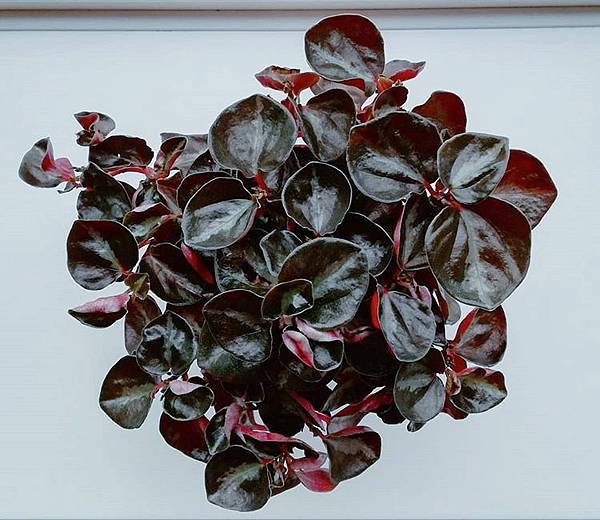 Metallic Peperomia.jpg