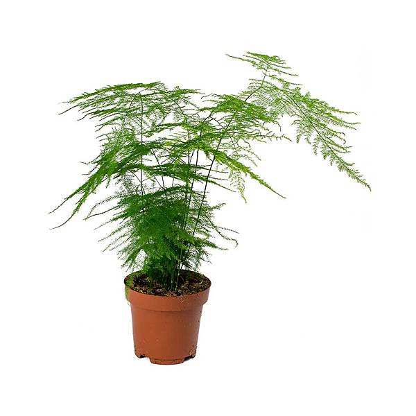 Asparagus Fern.jpg