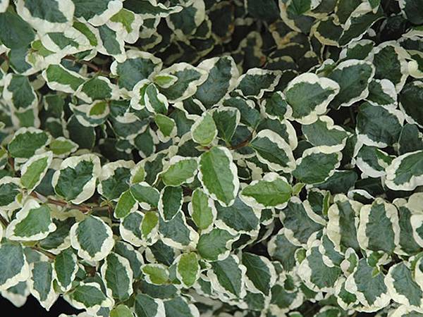 Variegated Creeping Fig.jpg