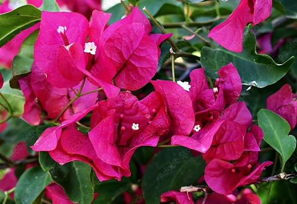 Bougainvillea.jpg