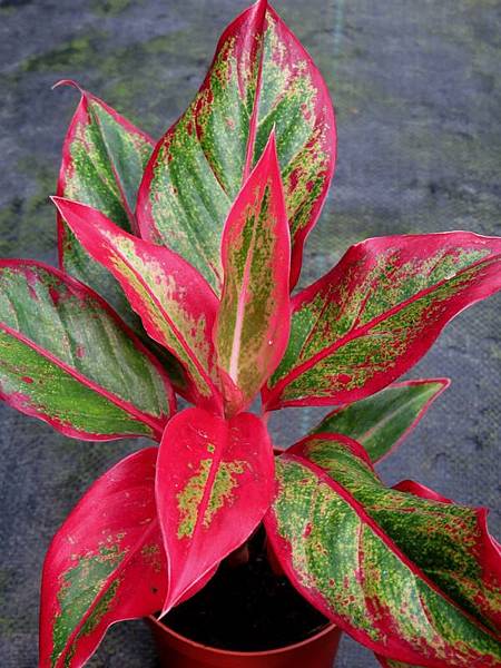 Aglaonema-Siam-Aurora-5-1.jpg