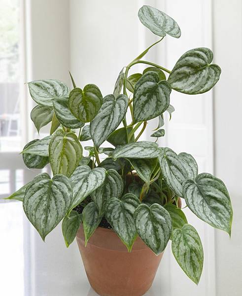 Philodendron brandtianum.jpg