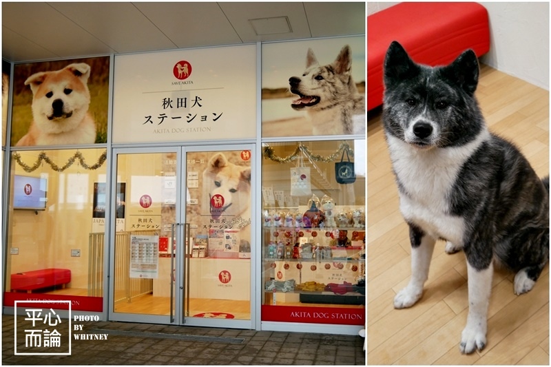 秋田犬ステーション(Akita Dog Station) (1).jpg