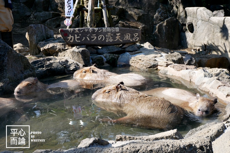 伊豆仙人掌動物公園