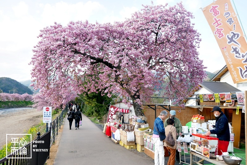 河津櫻祭 (12).JPG