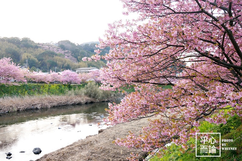 河津櫻祭 (16).JPG