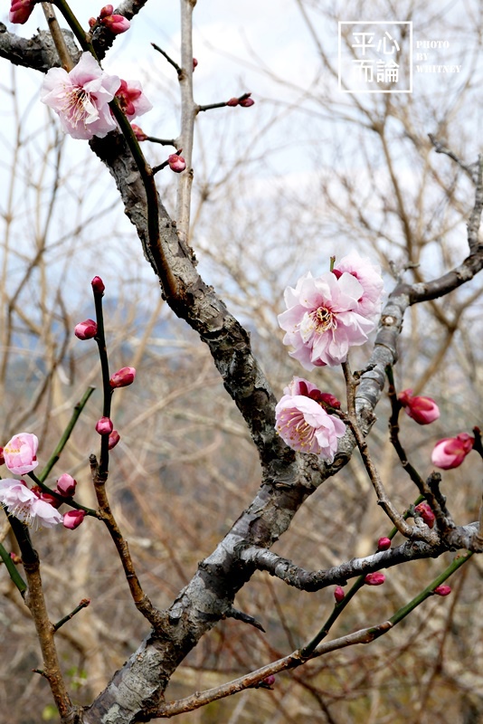 伊豆之國全景公園(伊豆の国パノラマパーク) (29).JPG