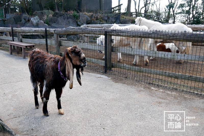 伊豆仙人掌動物園 (17).JPG