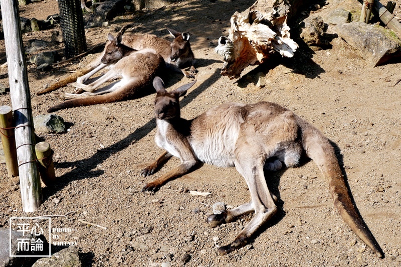 伊豆仙人掌動物園 (15).JPG