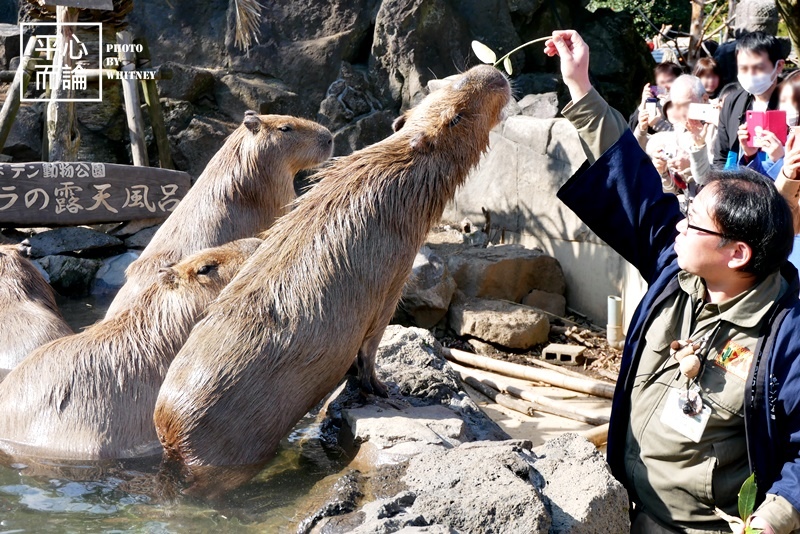 伊豆仙人掌動物園 (37).JPG