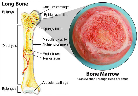 long-bone-marrow.jpg