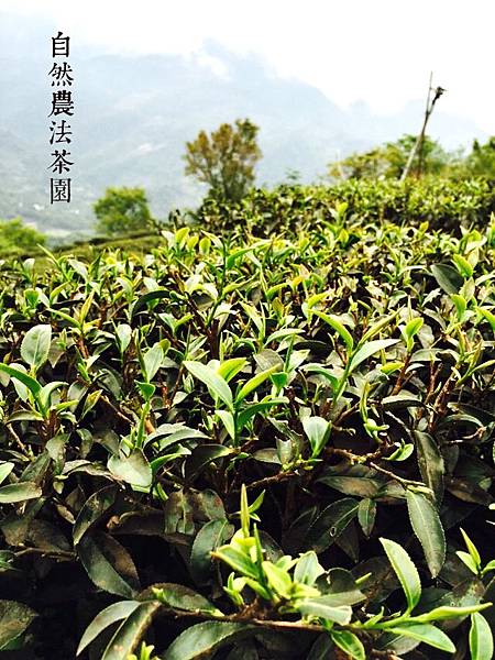 Natural Farming Tieguanyin Tea Bag-Christmas Series-A Set of Four - ชา - วัสดุอื่นๆ หลากหลายสี
