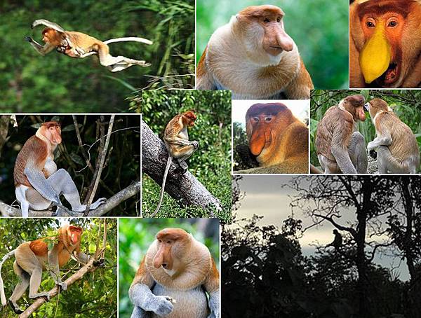 Proboscis Monkey