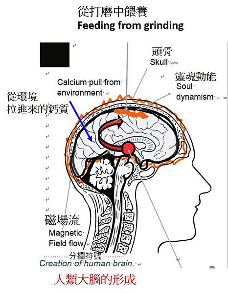 大腦的形成.jpg 大腦的形成.jpg