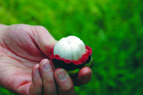 HalvedMangosteen.jpg