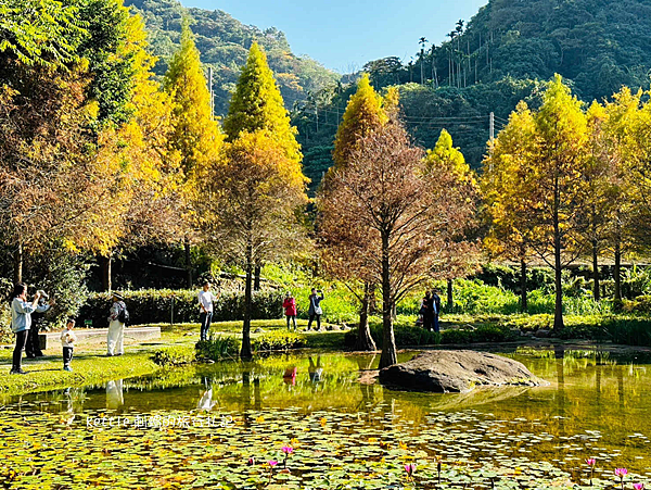 [台中景點]太平苗圃落羽松(免門票):小巧夢幻般的湖之落羽松