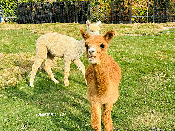 [台中新景點]晴園秘境:超萌笑笑羊與羊駝、蒸足浴看夕陽、海線