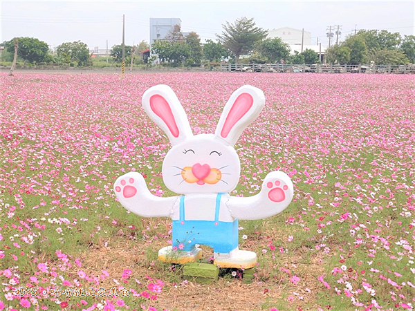 南新農村花海藝術節,波斯菊,埔鹽南新社區,裝置藝術,浮雕彩繪村,農民公園,拍照打卡,彰化,埔鹽南新社區花海,賞花,花海,彰化景點,彰化活動,南新社區,埔鹽景點,彰化賞