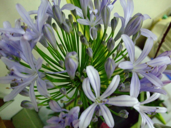 愛情花