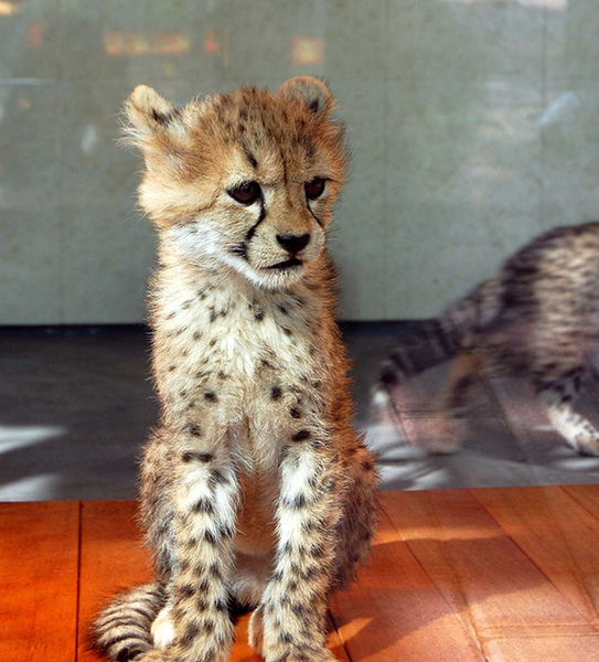 cheetah02.jpg