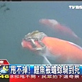 2009.02.06　news-3.jpg