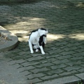 大阪城內的貓.jpg