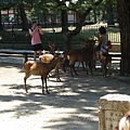 奈良的鹿.jpg