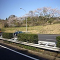 路上的櫻花.JPG