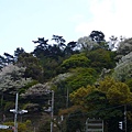 櫻花樹.JPG