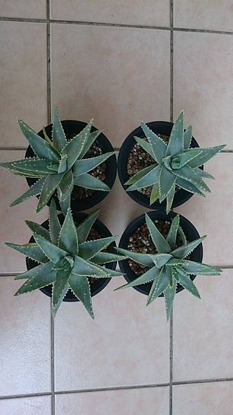 Aloe brevifolia 龍山-1.1.JPG