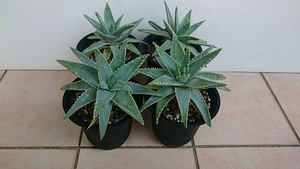 Aloe brevifolia 龍山-1.2.JPG