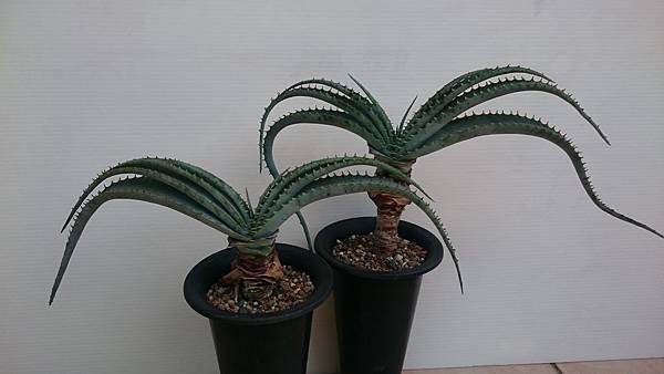 Aloe suprafoliata 喜岩蘆薈-1.1.JPG