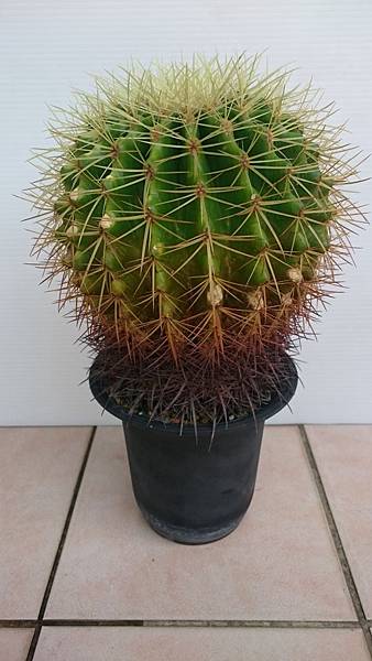 Echinocactus grusonii 金錿-1.2.JPG