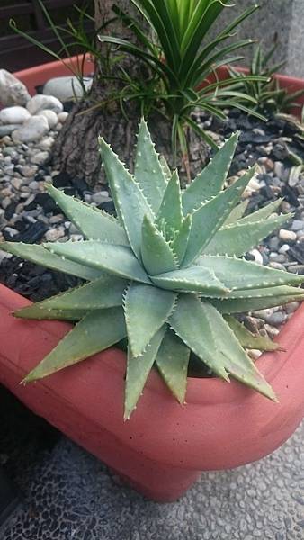 Aloe brevifolia 龍山-2.1.JPG