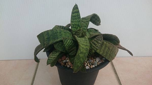 Gasteria batesiana 春鶯轉-1.2.JPG