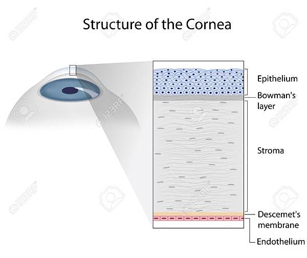 17754256-structure-of-human-cornea.jpg