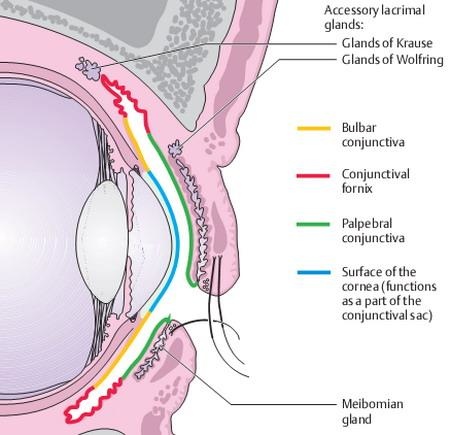 conjunctiva_01_anatomy1345442855972.jpg