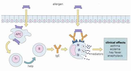 histamine-release.jpg