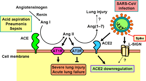 ACE2 SARS.png