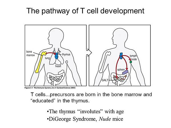 The+pathway+of+T+cell+development.jpg