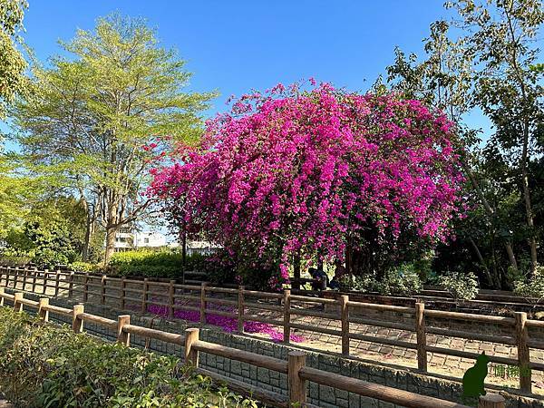 繁茂盛開的九重葛，猶如嬌嫩的新娘捧花，又沿著棚架蔓延成隧道，