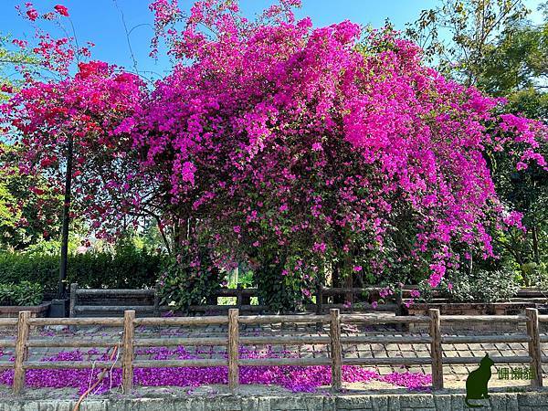 繁茂盛開的九重葛，猶如嬌嫩的新娘捧花，又沿著棚架蔓延成隧道，