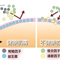 細菌有示意圖.jpg