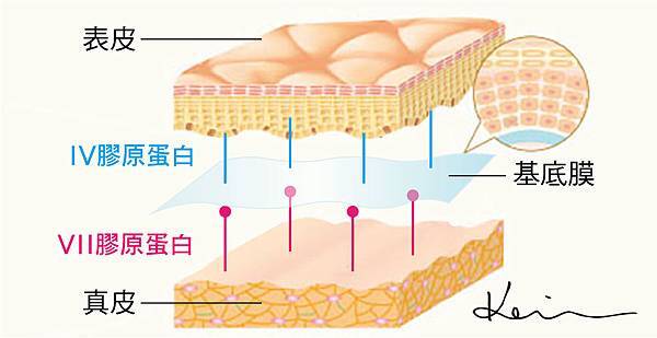 皮膚圖.jpg